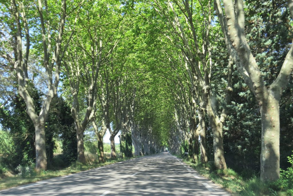 St-Rémy-de-Provence Túnel de árvores