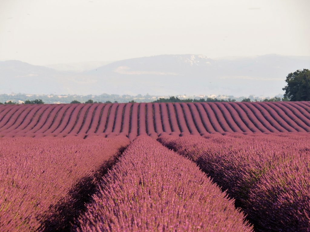 Campos de lavanda Provence