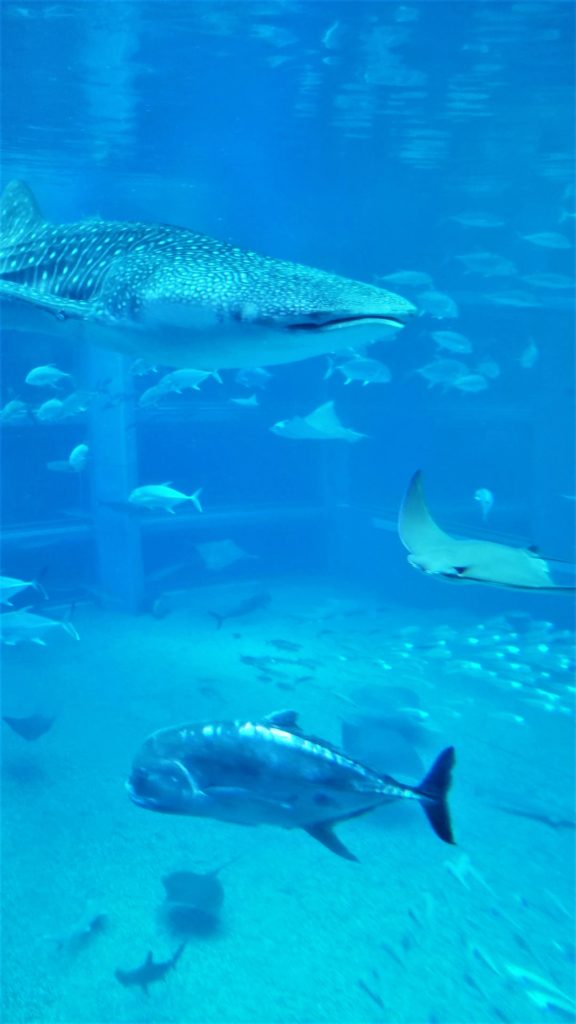 Kaiyukan Aquarium