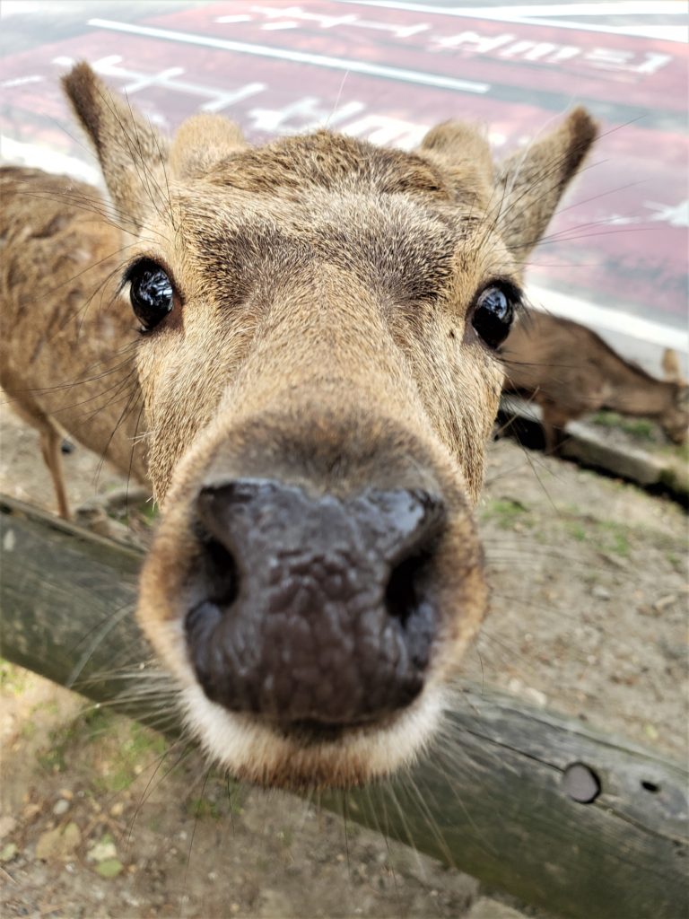 Veadinho em Nara