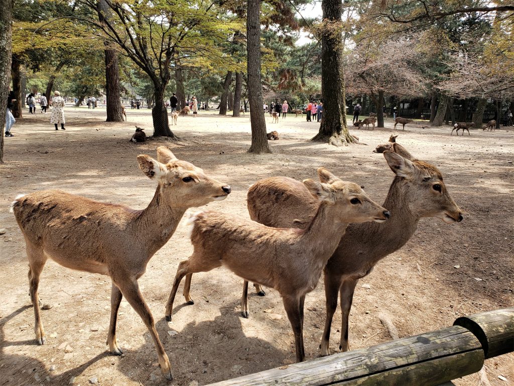 Veadinhos em Nara