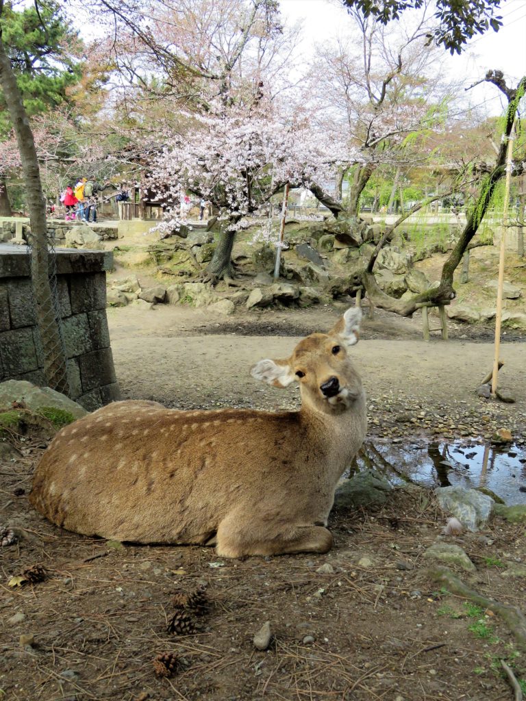 Veado em Nara