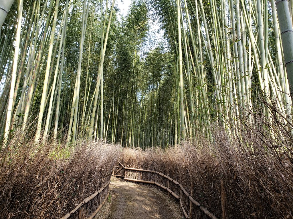 Floresta de Bambu Arashiyama