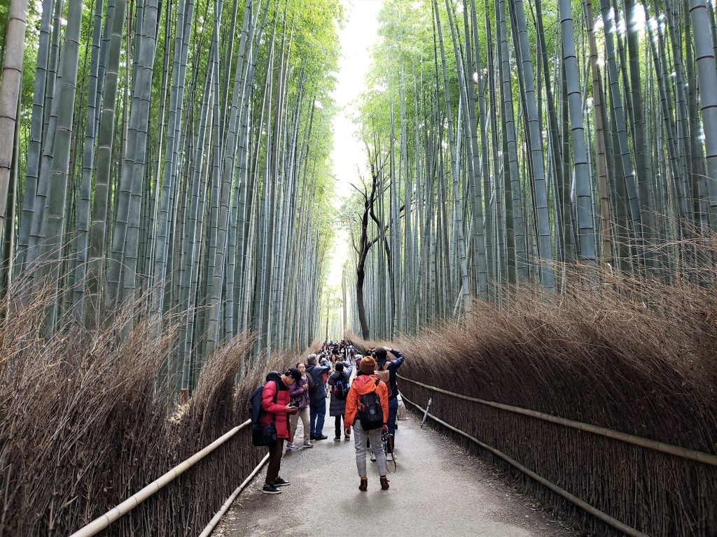 Bosque de Bambu Arashiyama