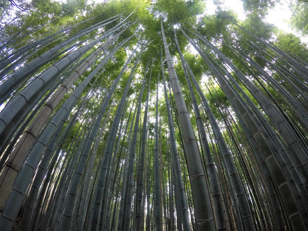 Floresta de Bambu Quioto 