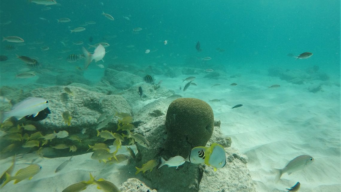 Snorkel em Aruba: Arashi, Boca Catalina e Malmok Beach
