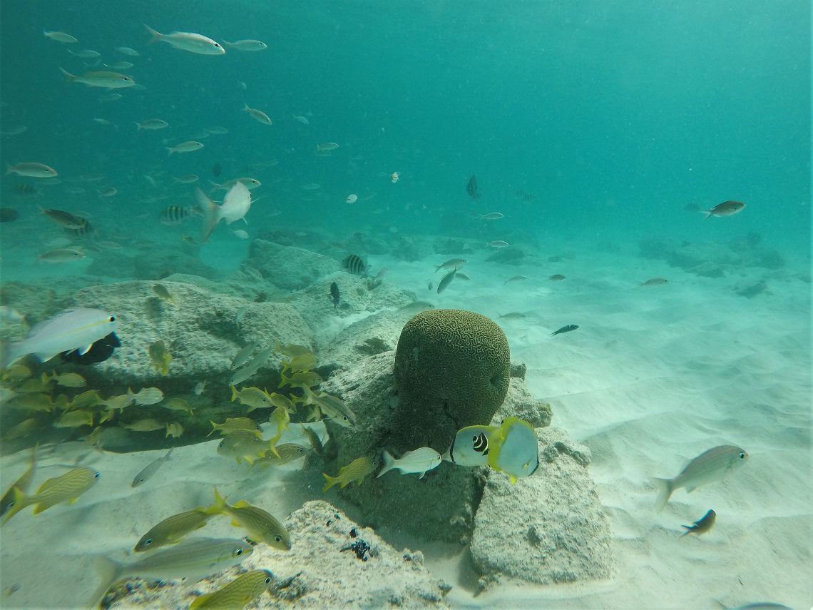Snorkel em Aruba - Boca Catalina