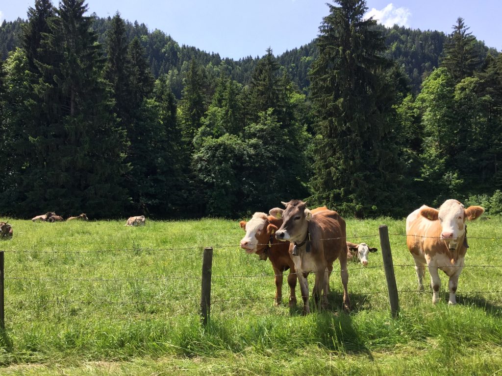 Vacas alpinas em Füssen
