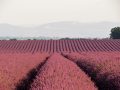 Provence: Campos de Lavanda e Gorges du Verdon