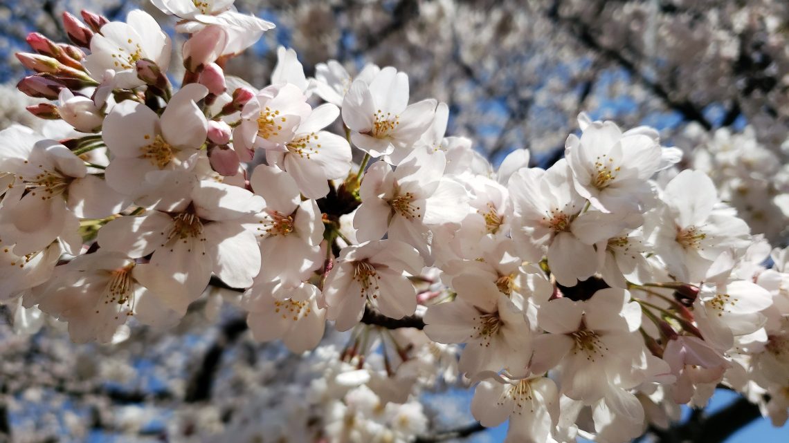 Quando ver as cerejeiras no Japão