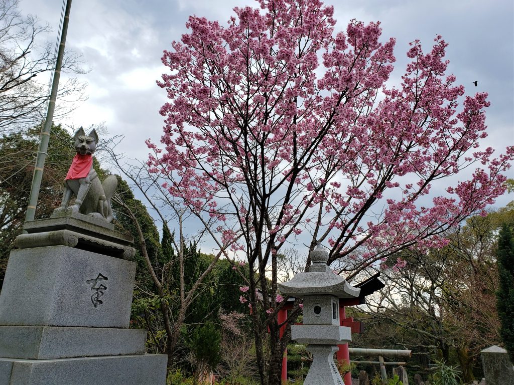 Cerejeiras no Japão