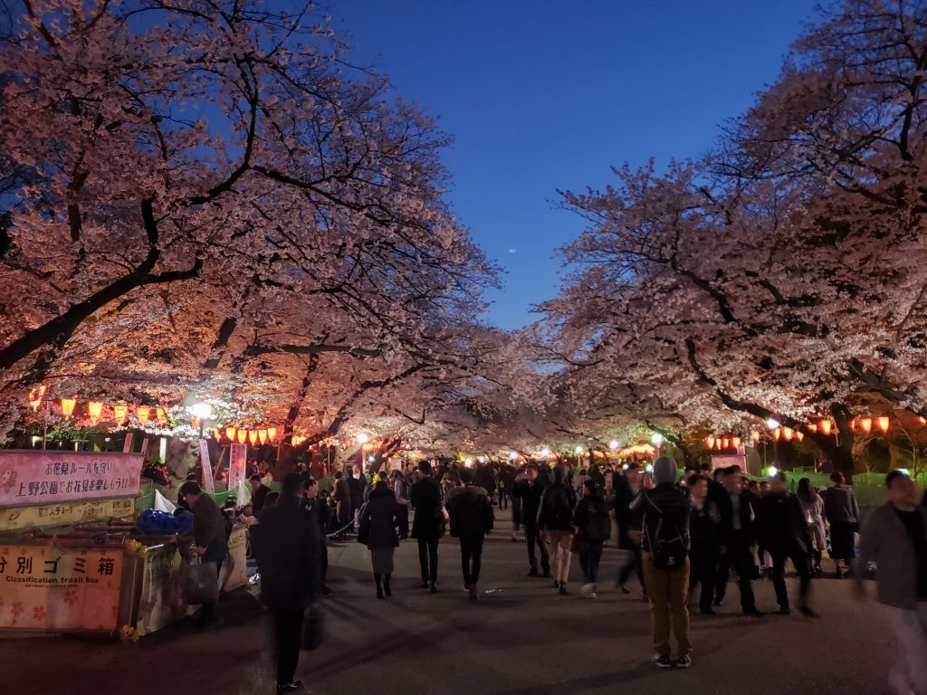 Cerejeiras Ueno Tóquio