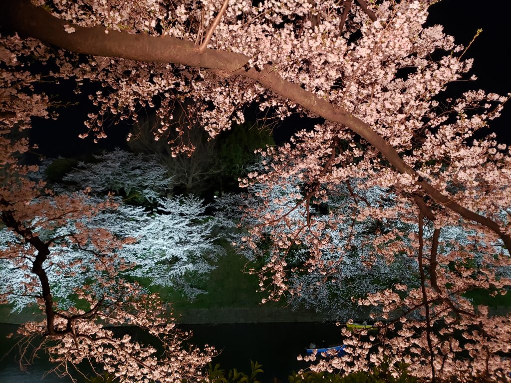 Chidorigafuchi cerejeiras