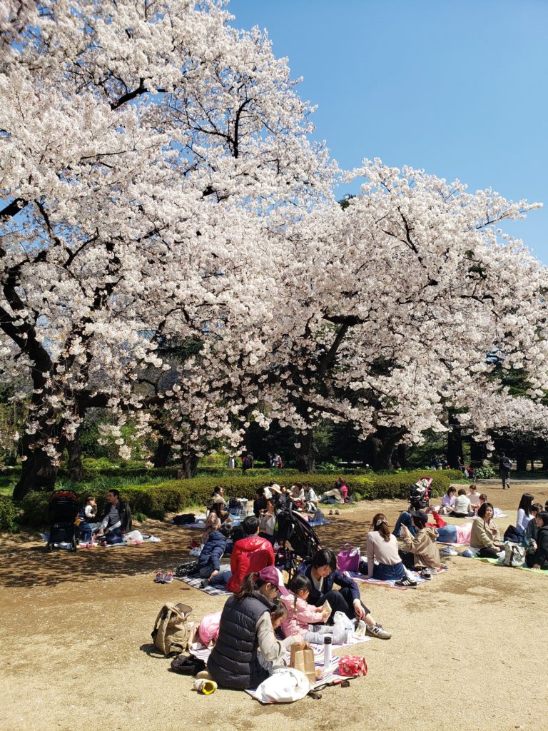 Cerejeiras em Tóquio