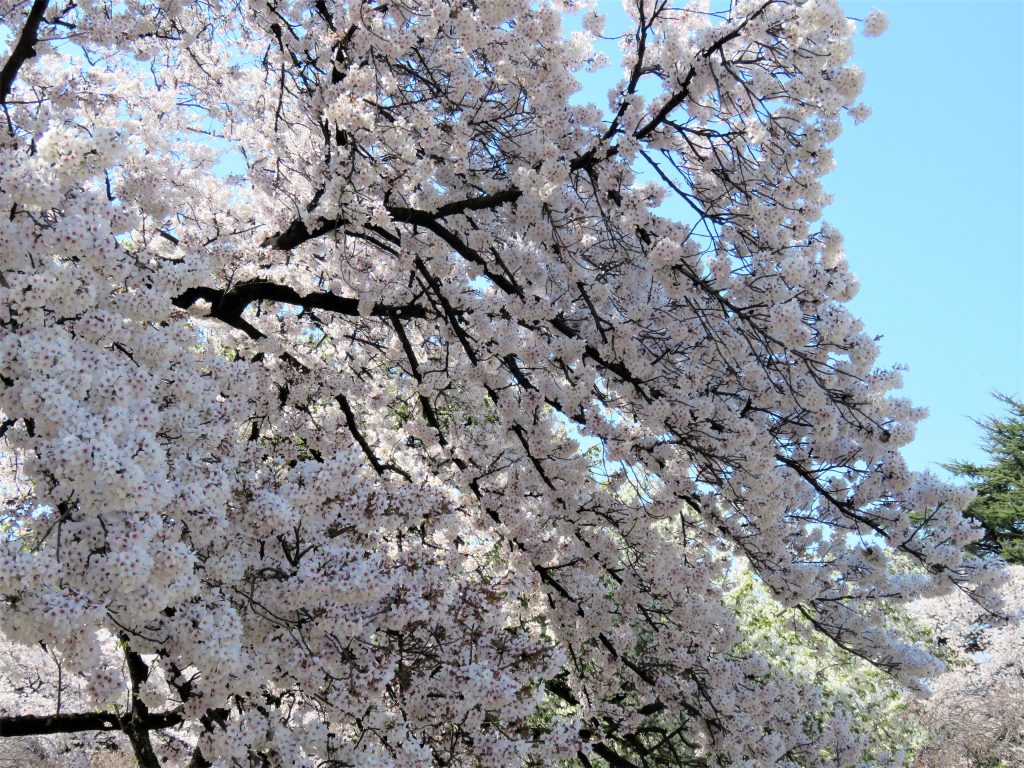 Cerejeiras em Tóquio