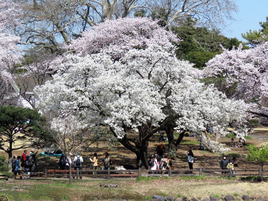 Cerejeiras no Japão