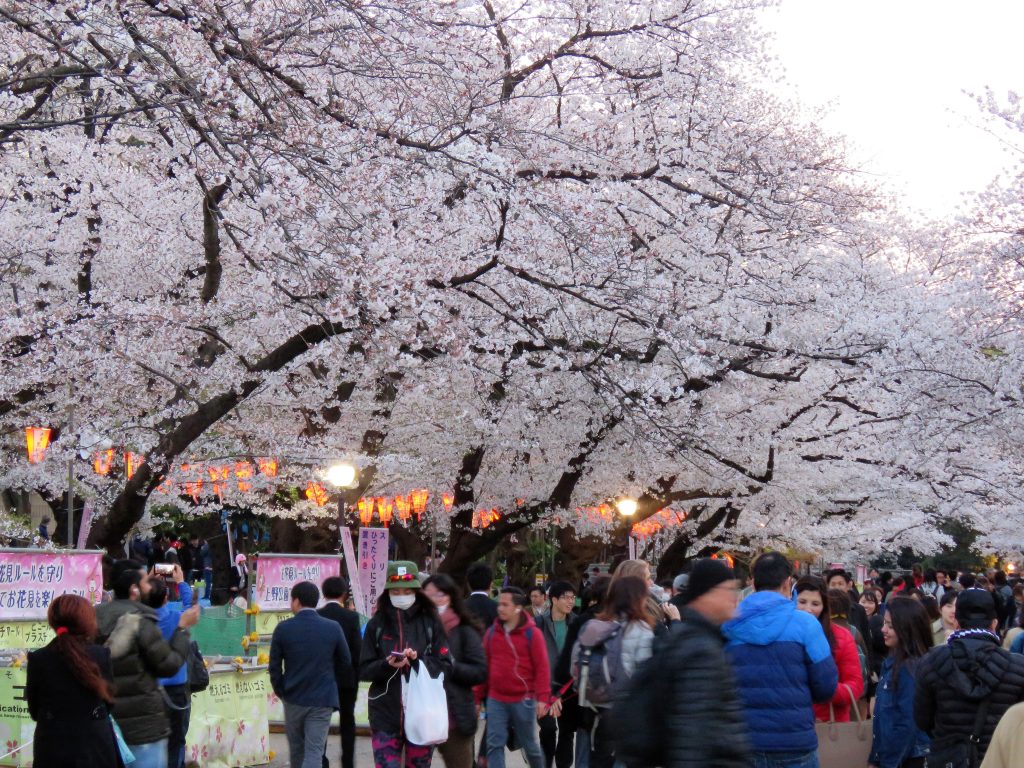 Ueno cerejeiras em Tóquio