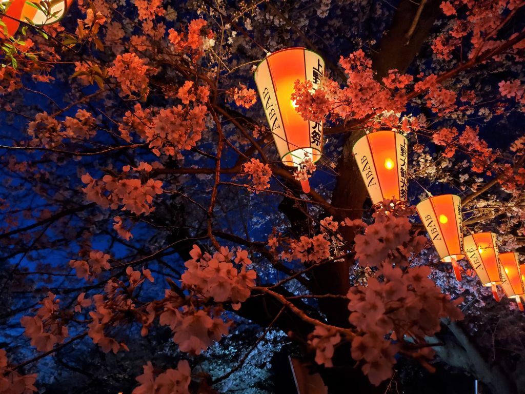 Ueno iluminação cerejeiras