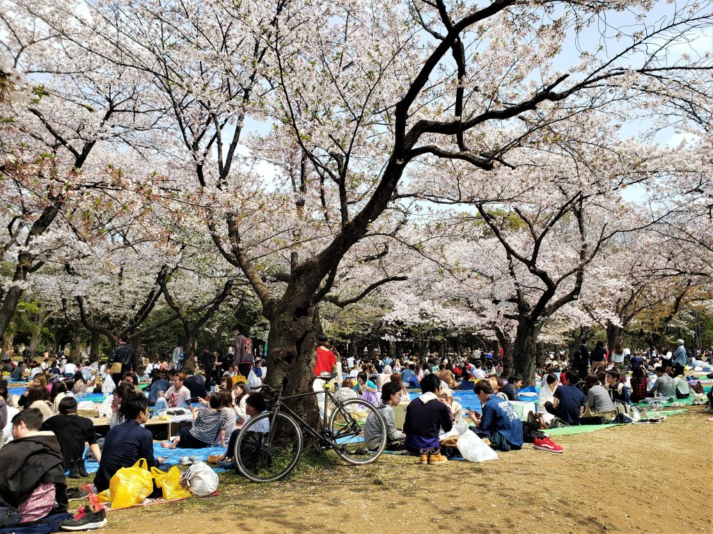 Yoyogi Park cerejeiras em Tóquio