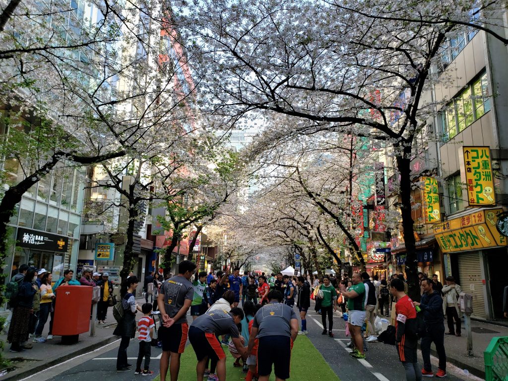 Sakura Dori