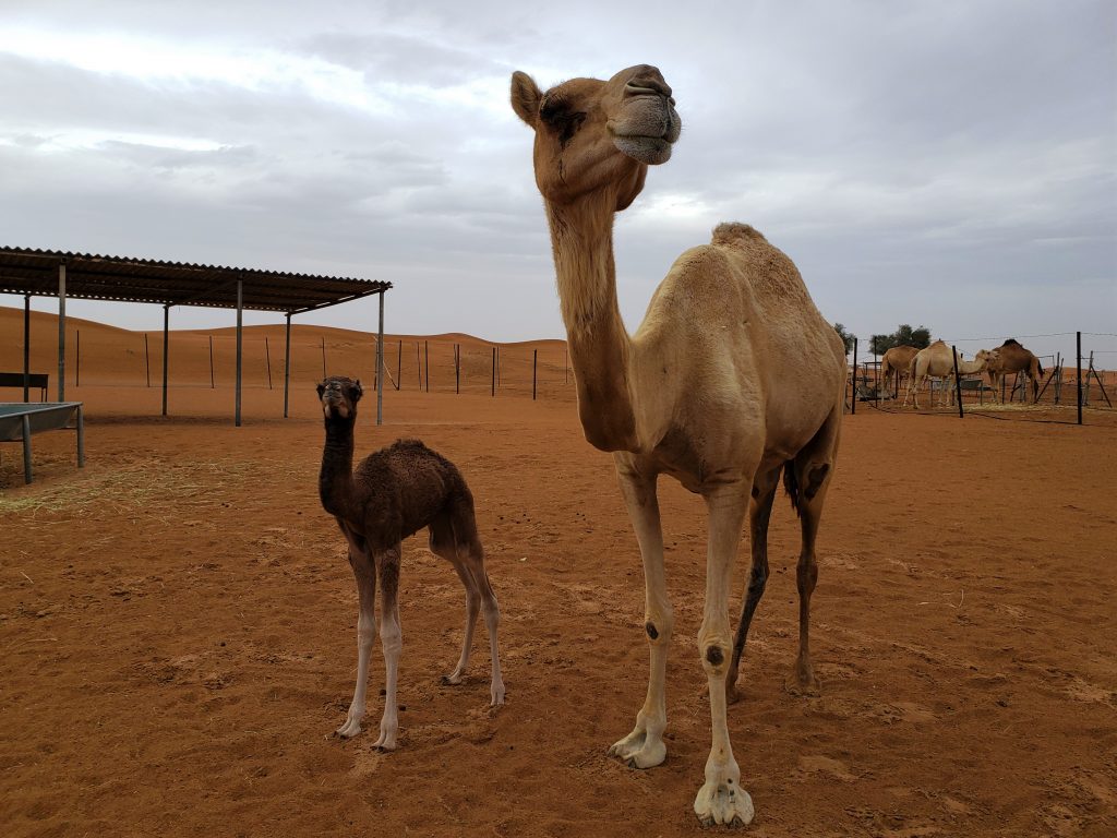 Camelos em Dubai
