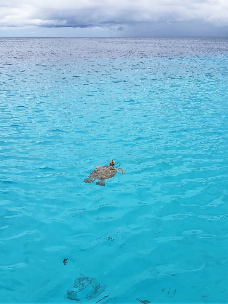 Tartaruga Klein Curaçao