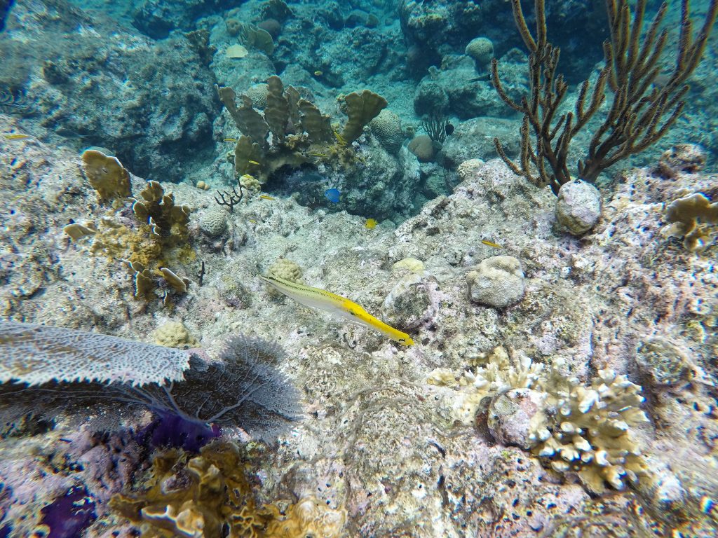 Snorkel Curaçao