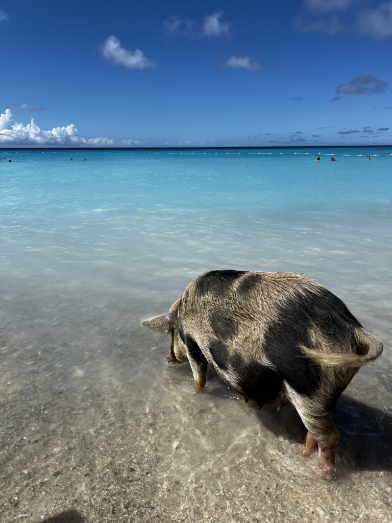 Porco em Kenepa Grandi Curaçao
