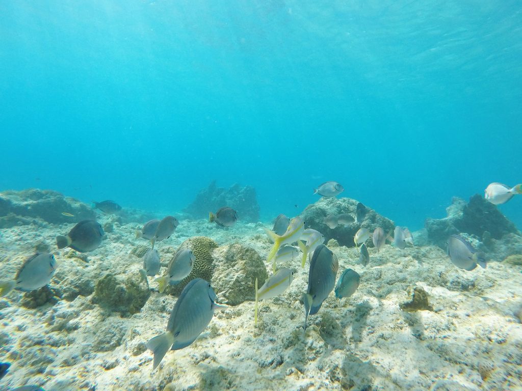 Snorkel Playa Kalki