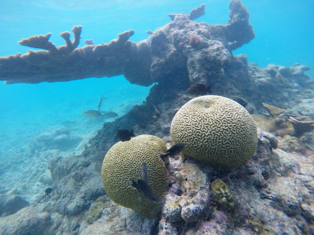 Curaçao snorkel