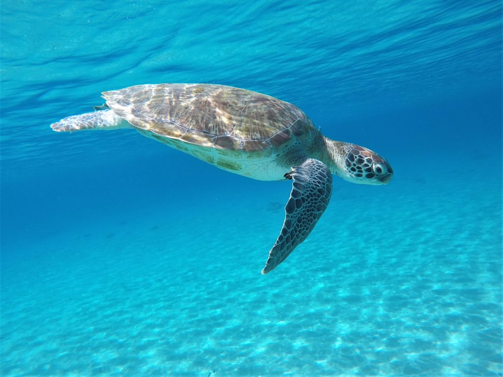 Playa Piskado tartarugas