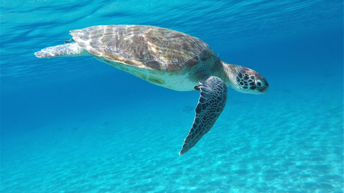 Playa Piskado: tartarugas em Curaçao