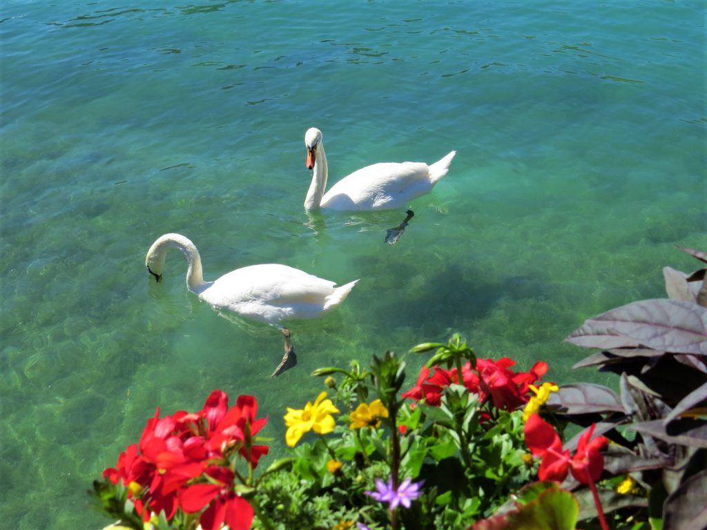 Cisnes em Annecy