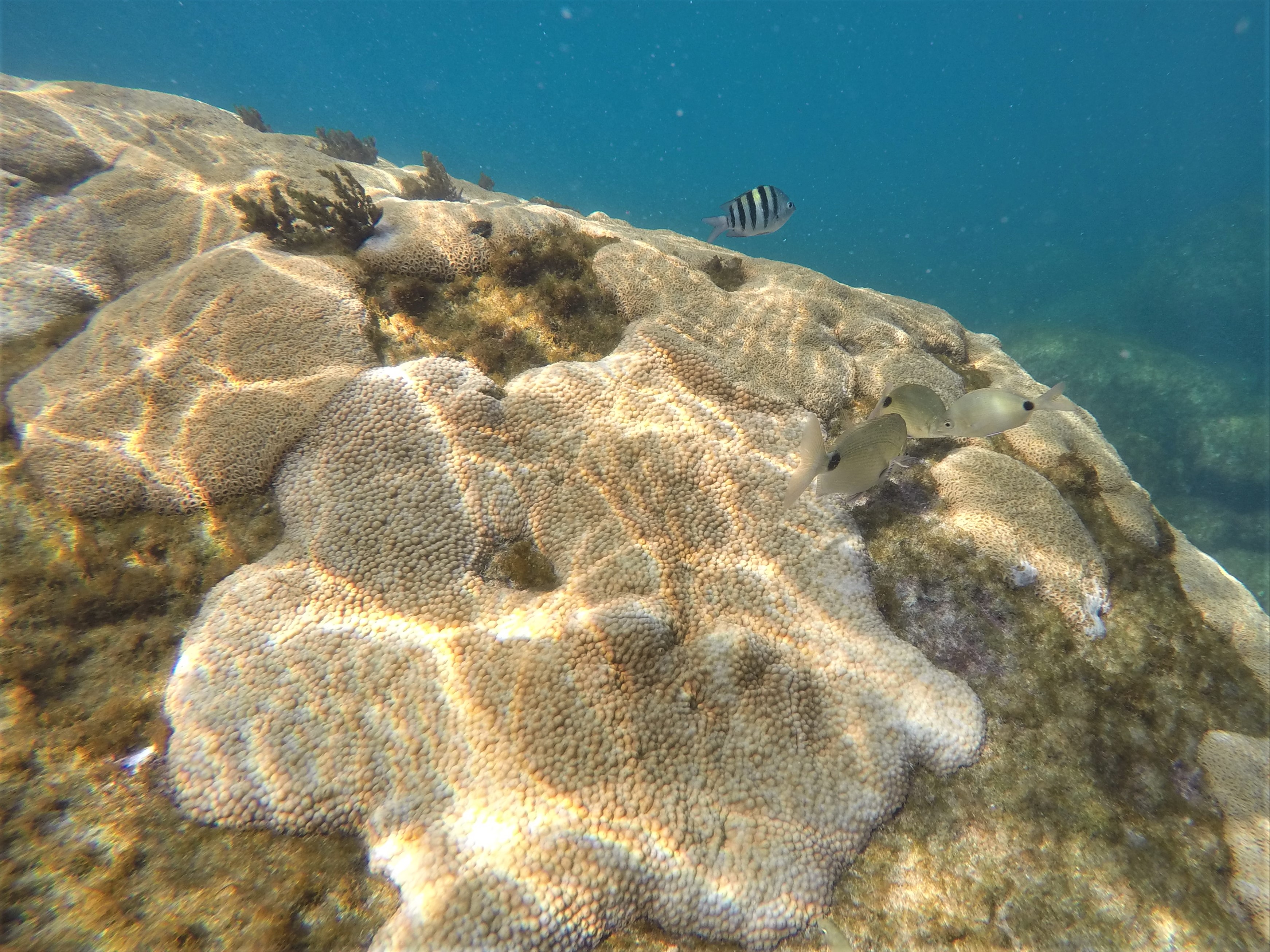 Snorkeling Ilha do Arvoredo