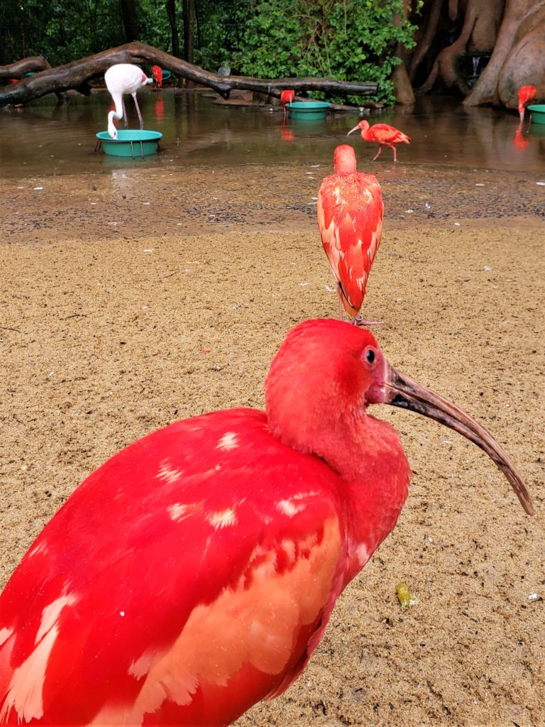 Parque das Aves Guará