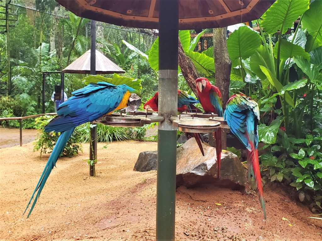 Parque das Aves araras 2