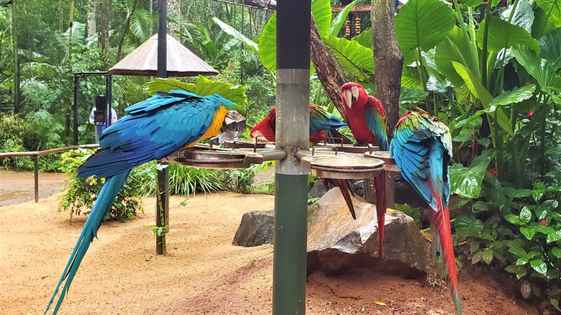 Parque das Aves: experiência imersiva em Foz do Iguaçu