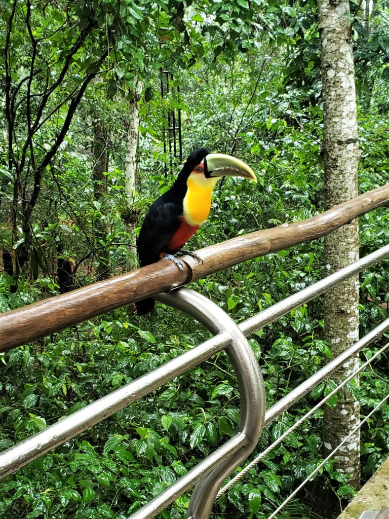Tucano Parque das Aves