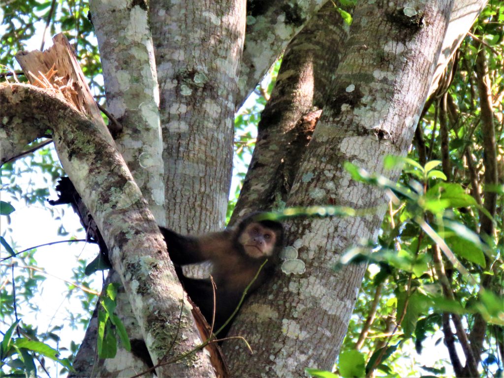 Macaco Cataratas