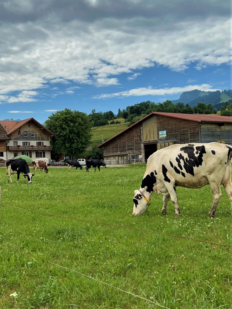 Vacas em Gruyère