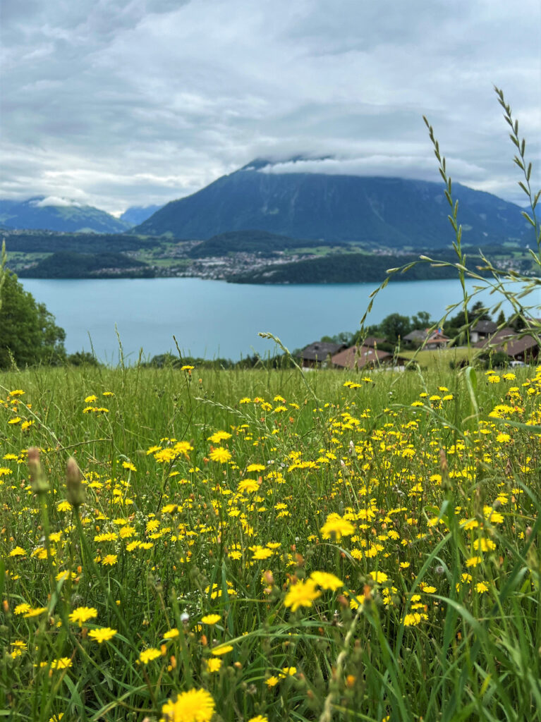 Lago de Thun Sigriswil (2)