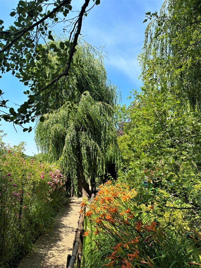 Salgueiro nos jardins de Monet