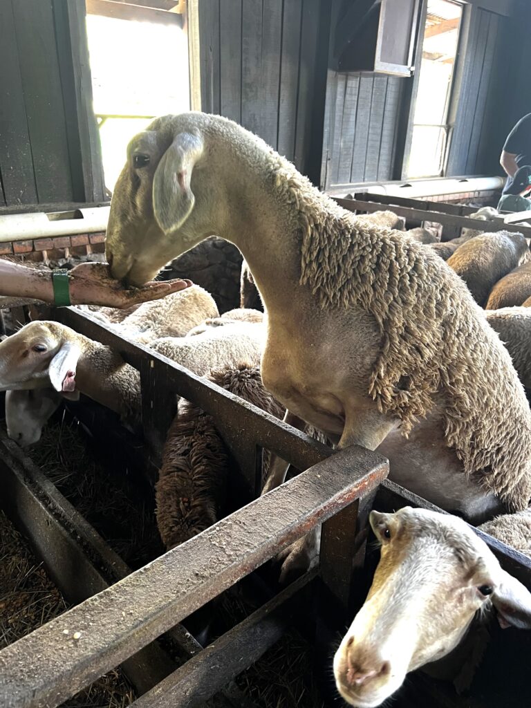 Alimentação de Ovelhas Bento Gonçalves