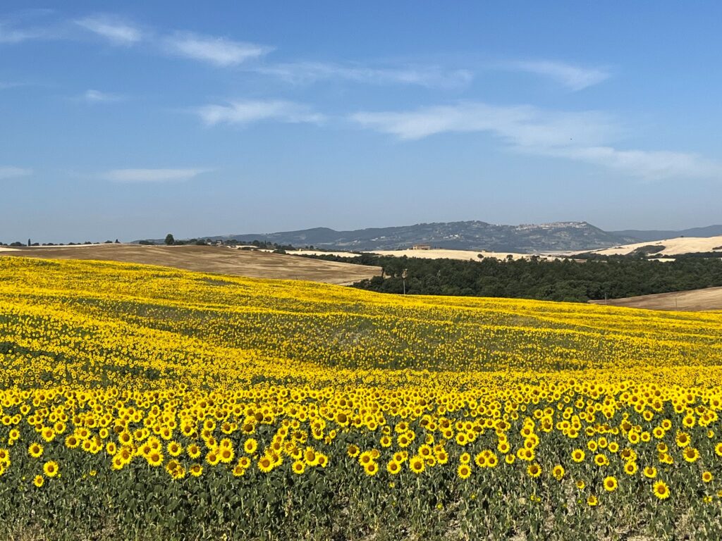 Girassois em Siena